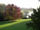 Liquid amber tree, view across gardens